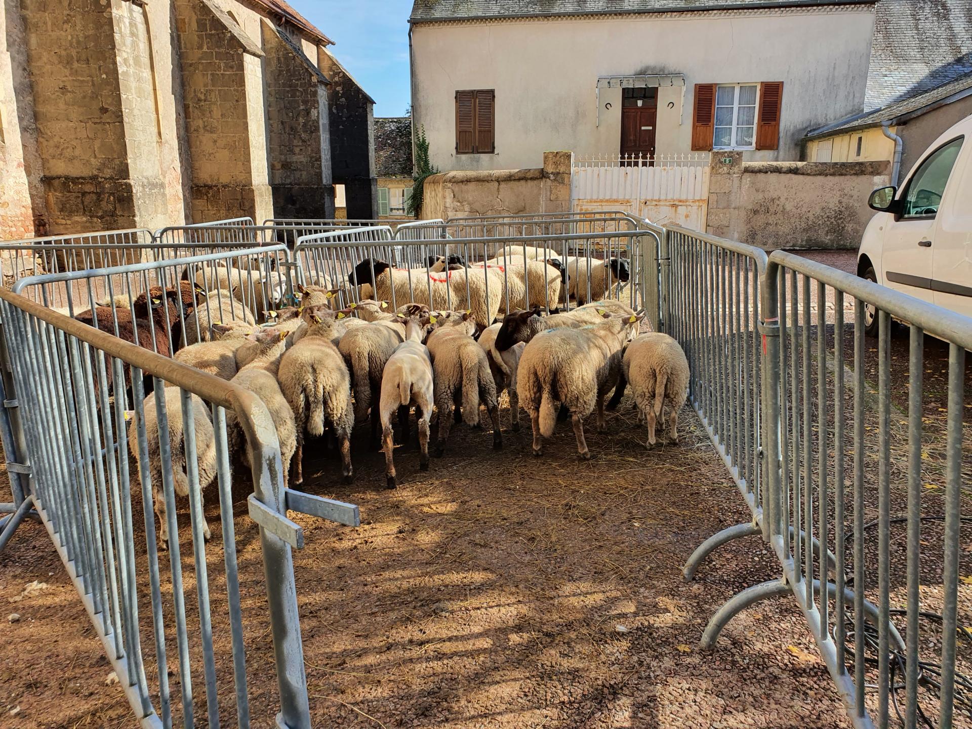 foire de la saint martin