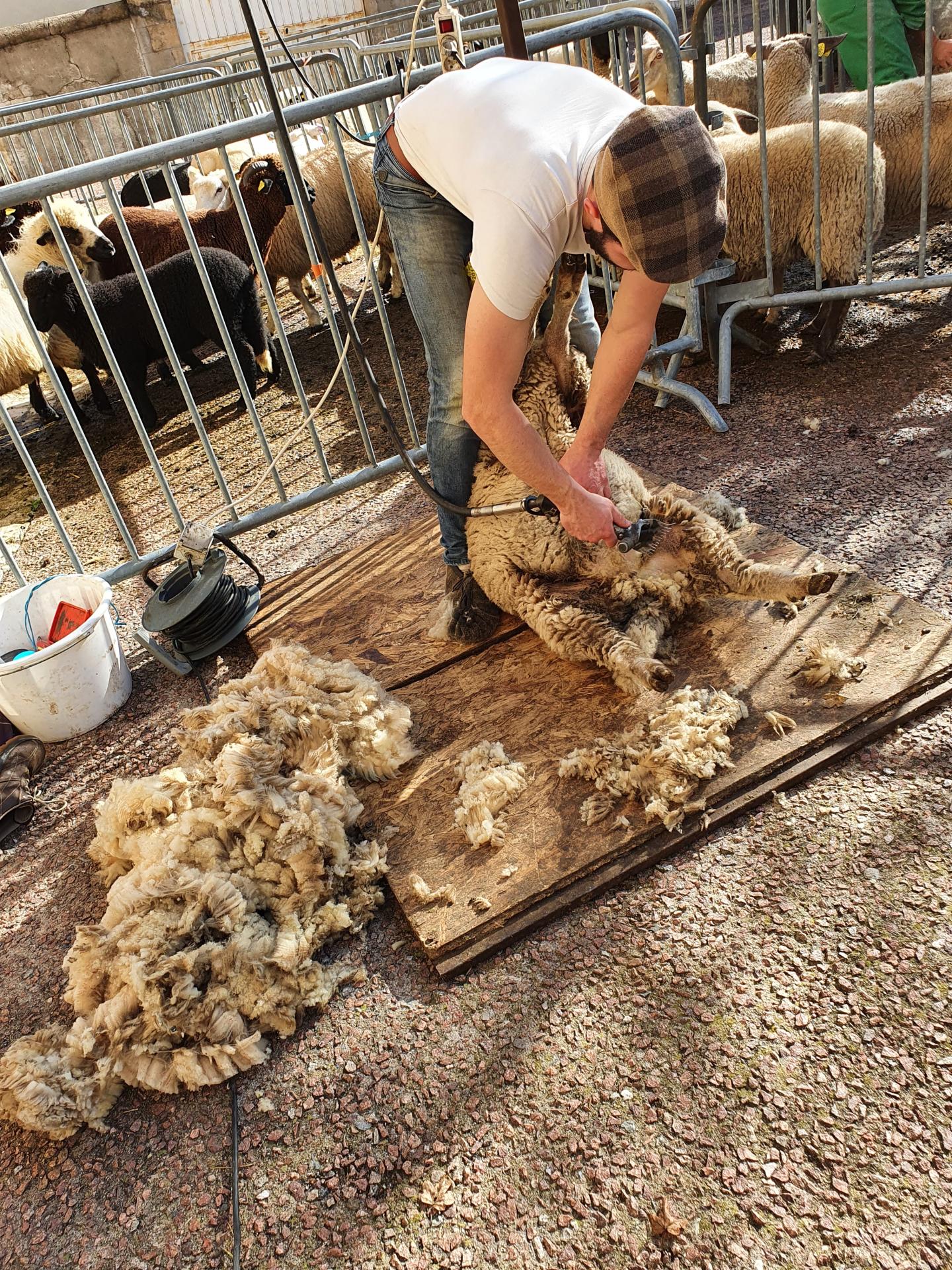 foire de la saint martin