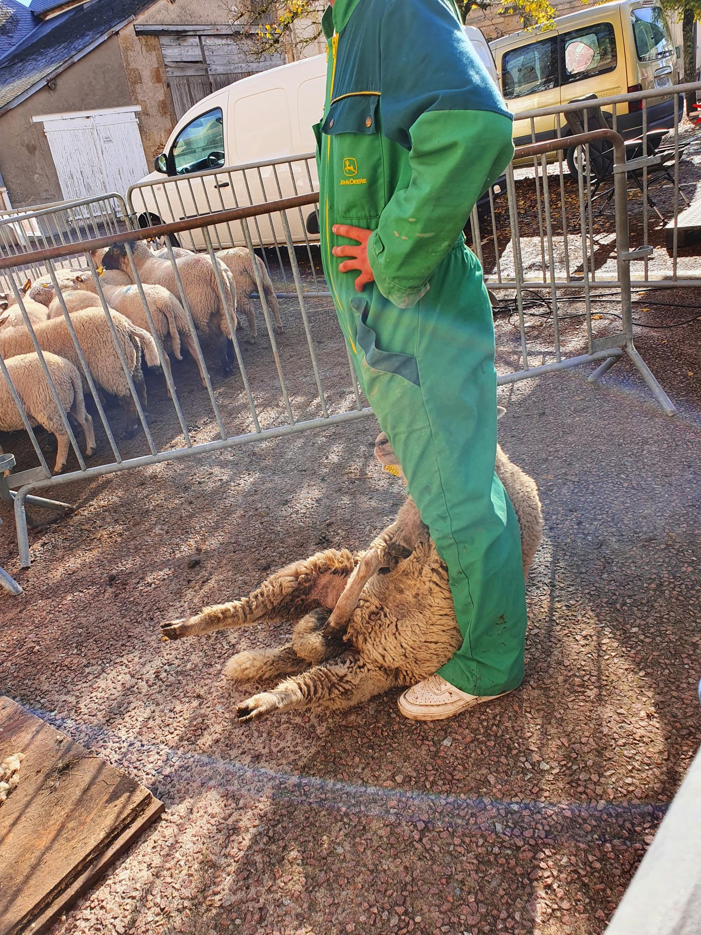 foire de la saint martin