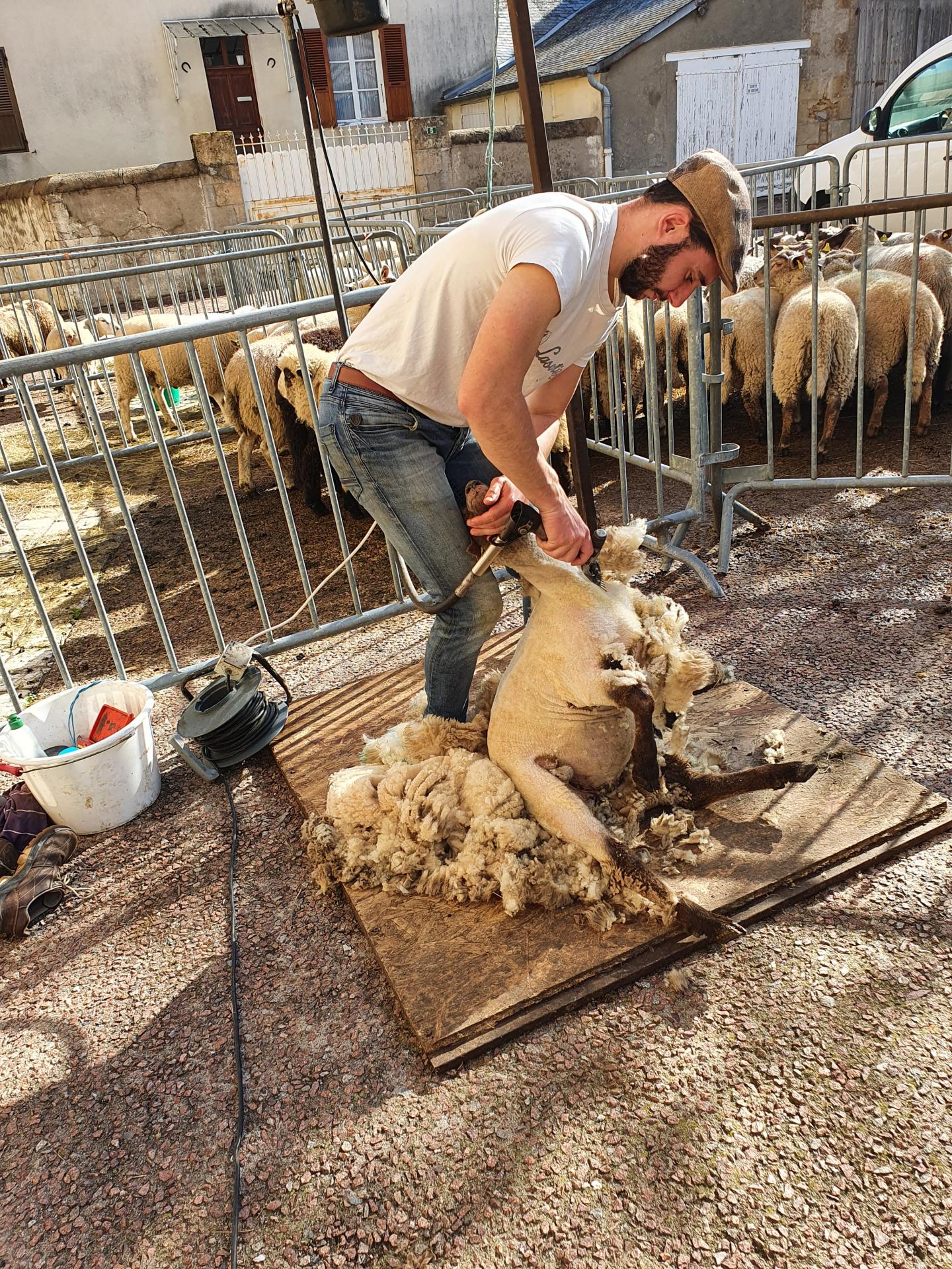 foire de la saint martin