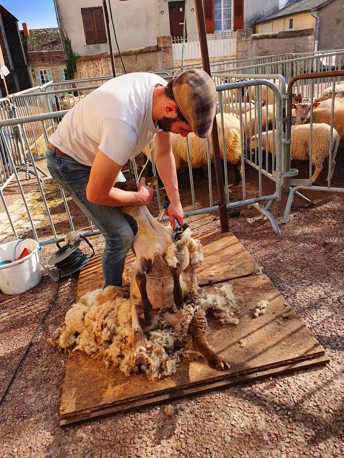 foire de la saint martin